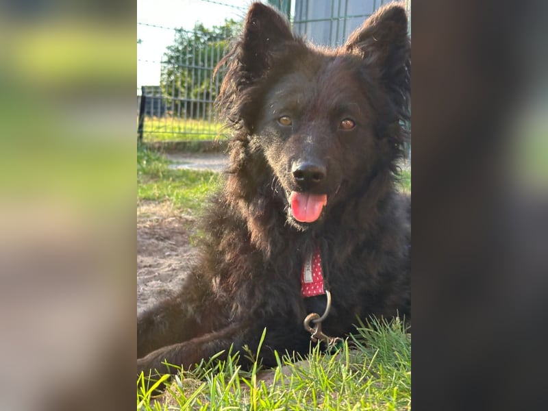Ayla ❤️ liebe, sensible junge Hundedame