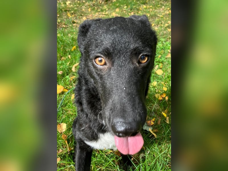 Elsie ❤️ wartet in 09648 Mittweida