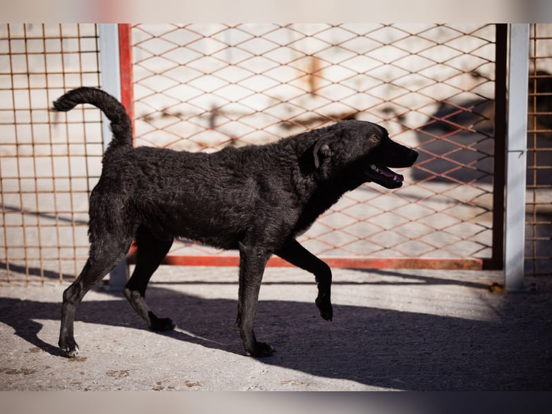 Felix ❤️ froher, süßer, aktiver Mix-Bub!