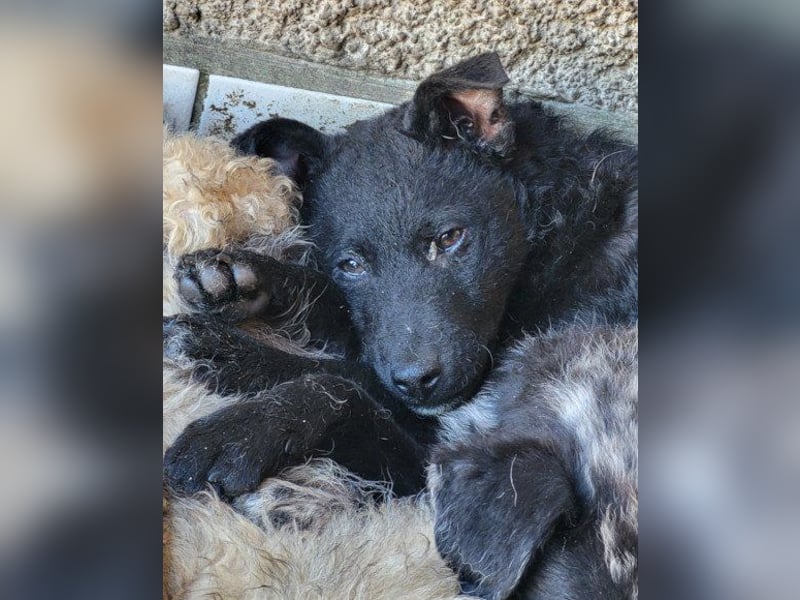 Kroat.Schäfi-Mix ♥Archie♥ fröhlicher, kuschliger, aktiver Bub