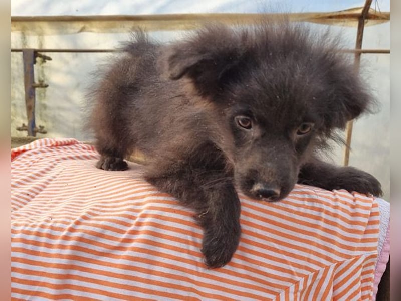 GORDI❤️liebes, verschmustes kroat. Schäferhund-Mix-Mädel