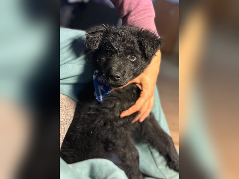 Bore ❤️ aktiver, junger Schäfi-Mix-Bub