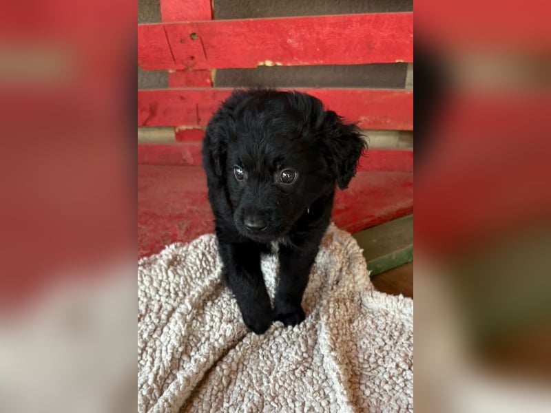 Leon ❤️ so lieber, verschmuster Welpenbub