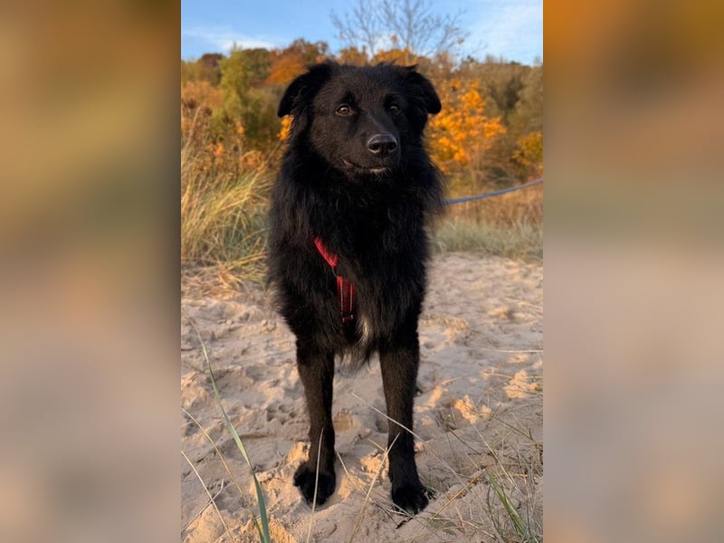 LENZI❤️sanfter Herzenshund wartet schon in 22559 Hamburg auf seine Für-Immer-Familie!