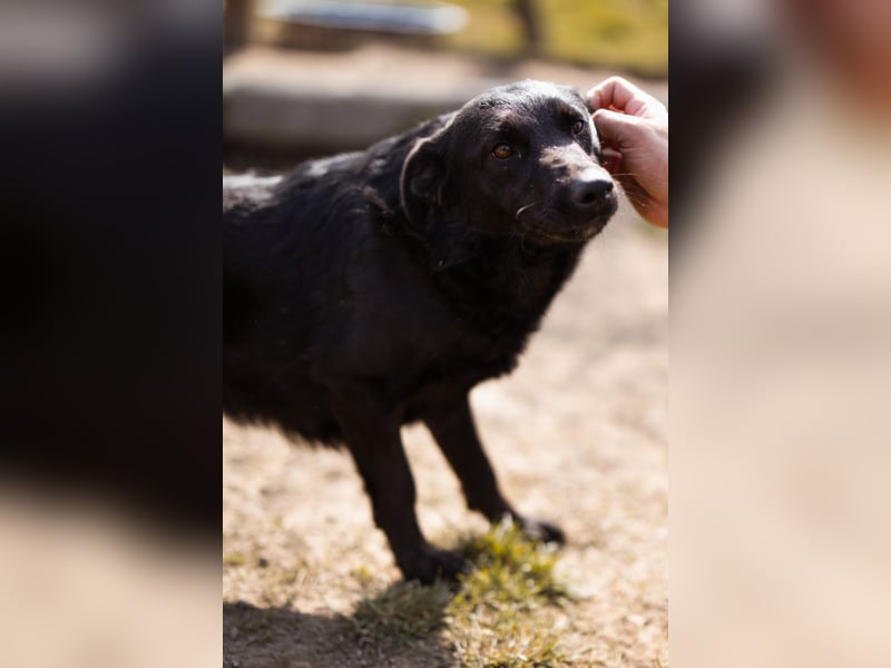 Klara ❤️ frohe, temperamentvolle Kroat. Schäfi-Mix Hündin!