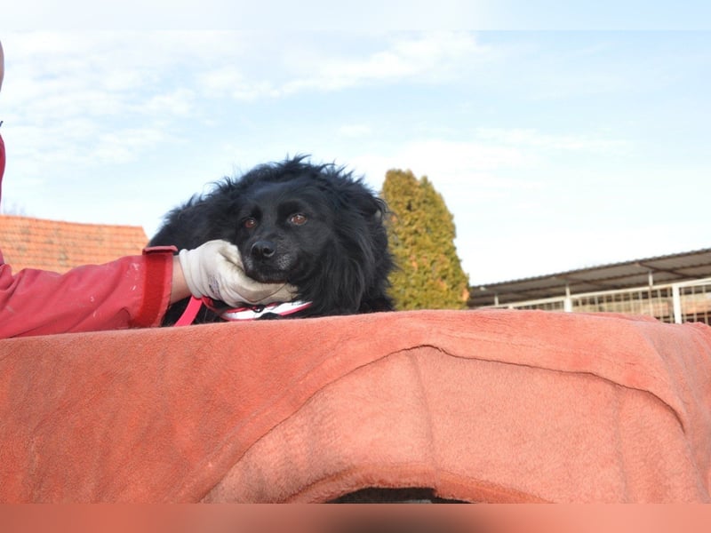 Klein ♥Daisy♥ erwartet dich bereits in 01640 Coswig