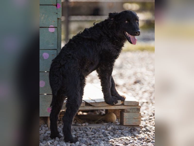 Crazy ♥Chandler♥ aktiv, klug, freundlich Crazy ♥Chandler♥ aktiv, klug, freundlich