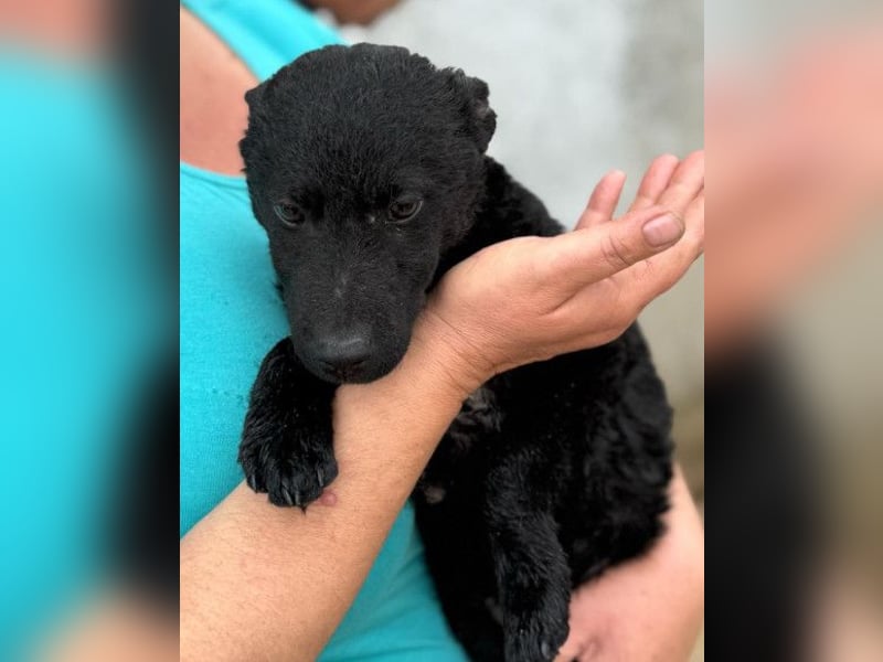 Vinn ❤️ schmusiger, süßer Bub sucht Liebe