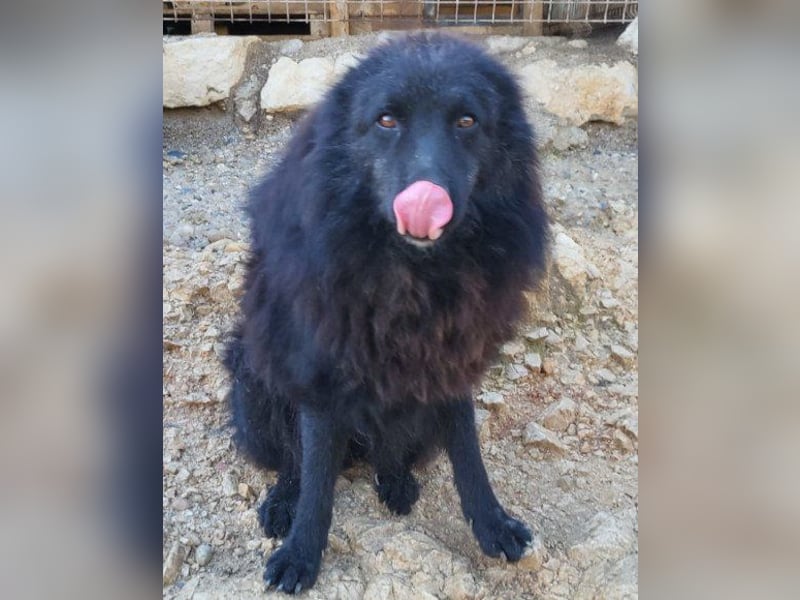 LENZI❤️unser kroat. Schäferhund-Mix-Rüde ist ein wahrer Sonnenschein!