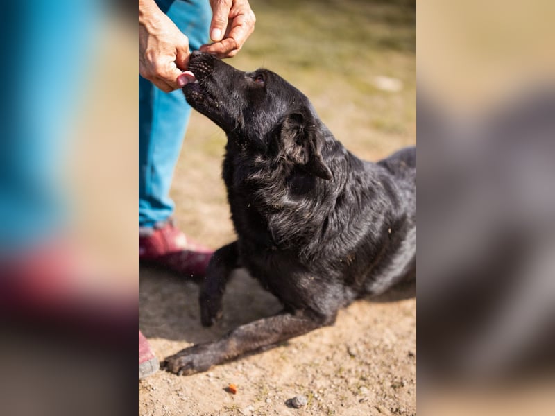 Klara ❤️ frohe, temperamentvolle Kroat. Schäfi-Mix Hündin!