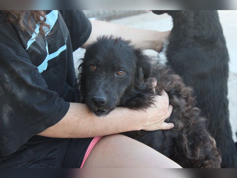 Flynn ❤️ offener, verspielter Kroat. Schäfi-Mix Rüde