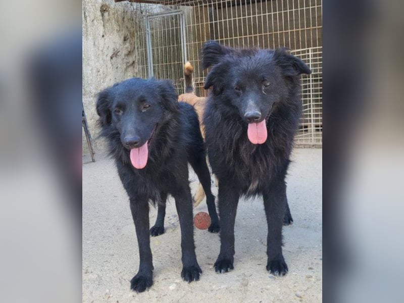 GORDI❤️liebes, verschmustes kroat. Schäferhund-Mix-Mädel