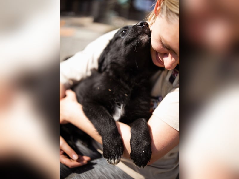 Levi ❤️ neugieriger, so lieber Welpenbub