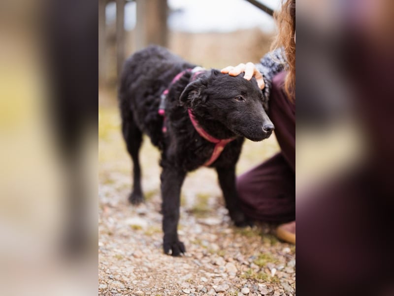 Maxima ❤️ so kuschlige, liebe Junghündin