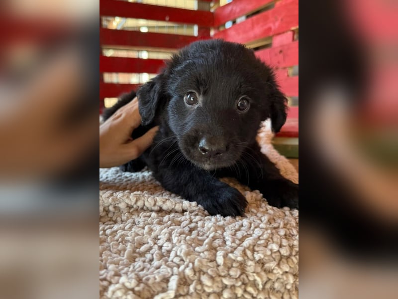 Lupo ❤️ so zuckersüßer, aktiver Welpenbub