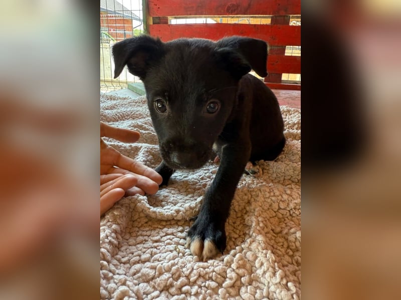 Lino ❤️ neugieriger, schmusiger Welpenbub