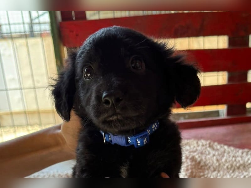 Little ♥Lenny♥ sucht seine treue Für-Immer-Familie