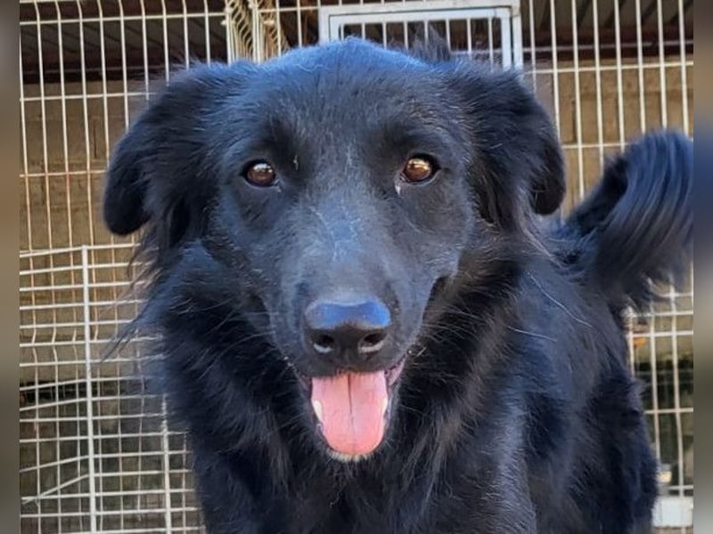 Duke ❤️ aktiver, verschmuster Kroat. Schäferhund-Mix-Rüde!