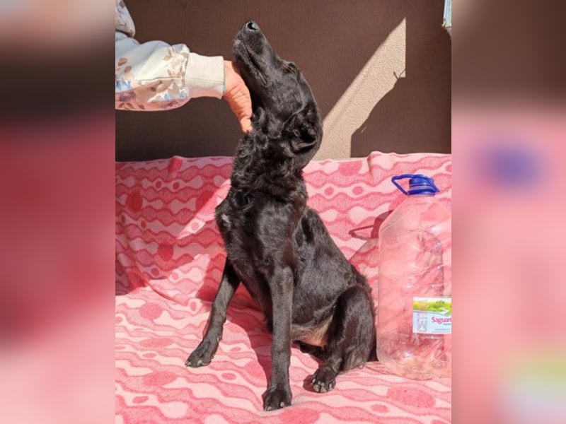 MILA❤️Labbi-Kroat.Schäferhündin-Mix: neugierig, klug & liebevoll