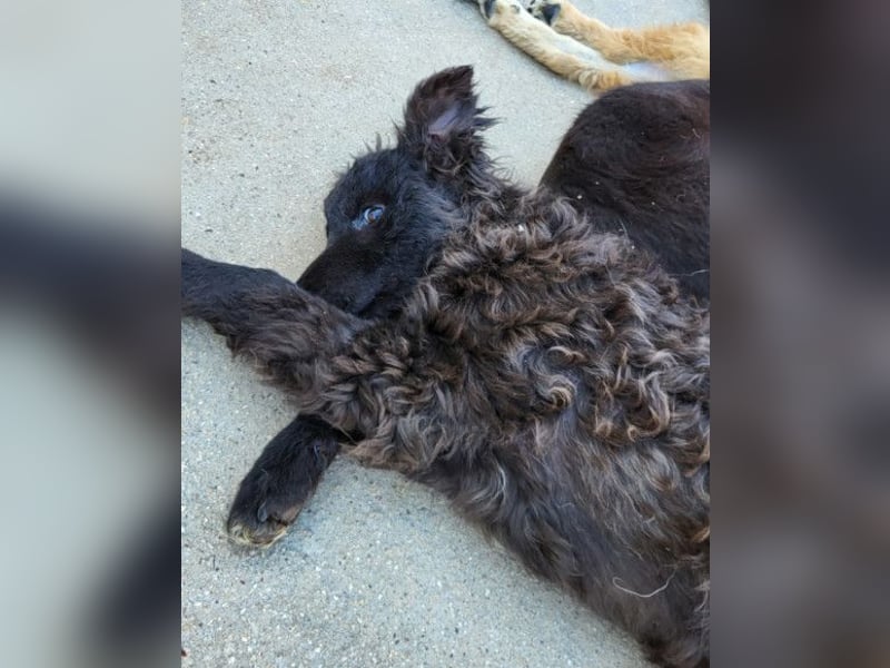 Flynn ❤️ offener, verspielter Kroat. Schäfi-Mix Rüde