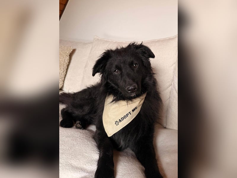 LENZI❤️sanfter Herzenshund wartet schon in 22559 Hamburg auf seine Für-Immer-Familie!