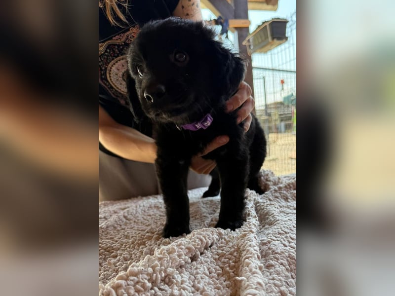 Lupo ❤️ so zuckersüßer, aktiver Welpenbub