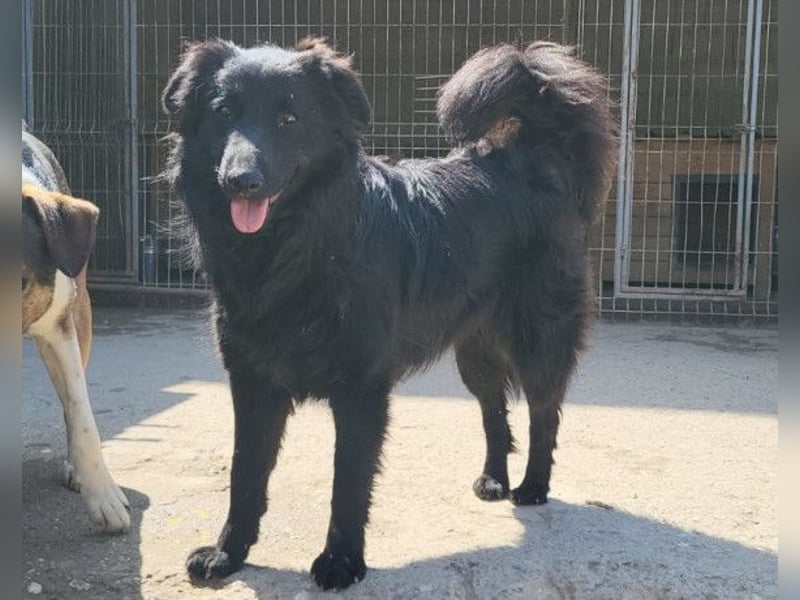 Duke ❤️ aktiver, verschmuster Kroat. Schäferhund-Mix-Rüde!