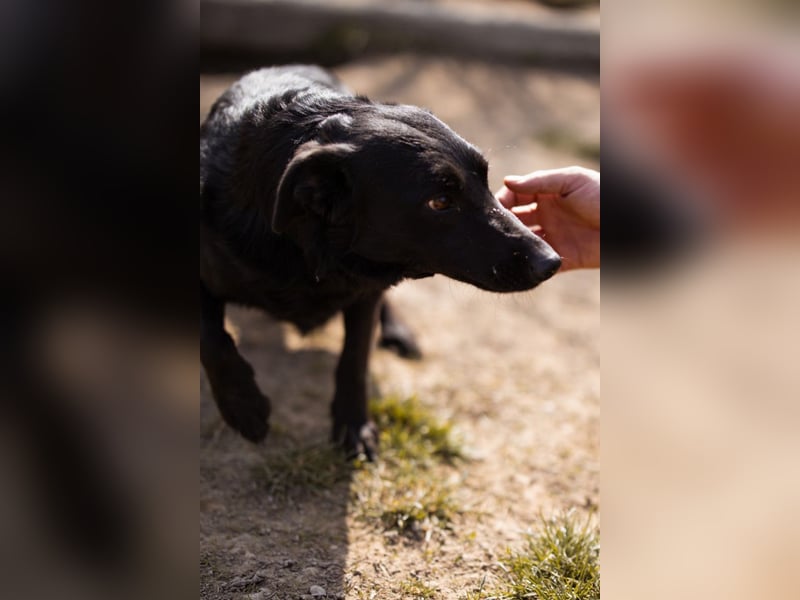 Klara ❤️ frohe, temperamentvolle Kroat. Schäfi-Mix Hündin!