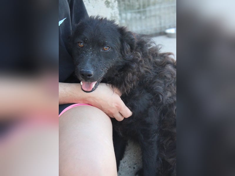 Flynn ❤️ offener, verspielter Kroat. Schäfi-Mix Rüde