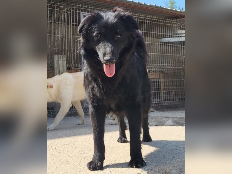 Duke ❤️ aktiver, verschmuster Kroat. Schäferhund-Mix-Rüde!
