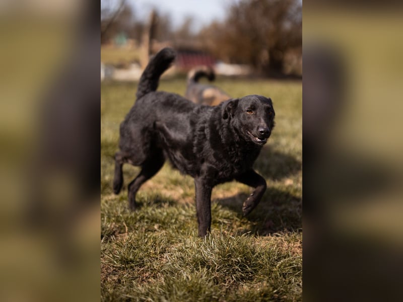 Kim ❤️ so sanfte, liebevolle Hundedame!