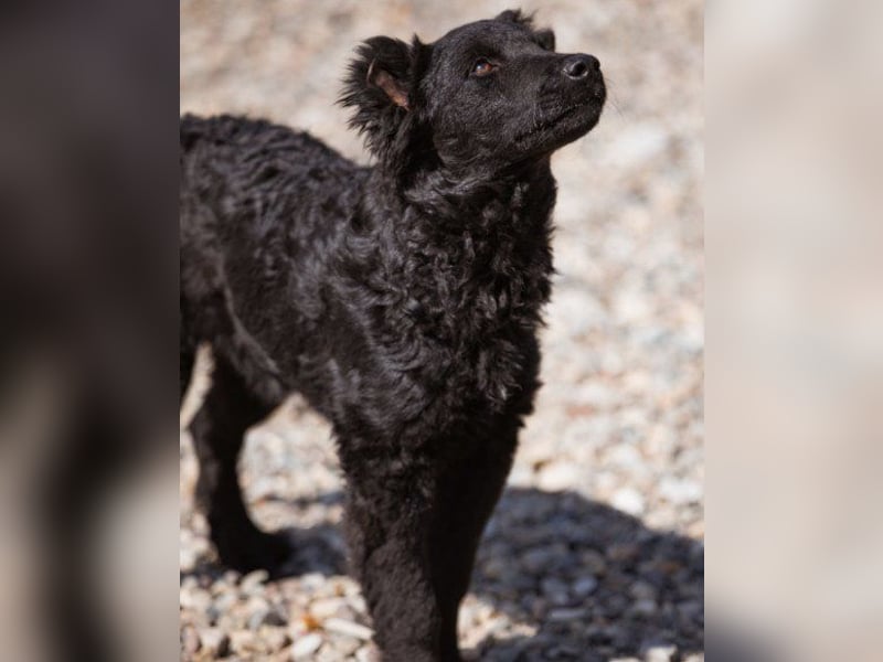 Crazy ♥Chandler♥ aktiv, klug, freundlich Crazy ♥Chandler♥ aktiv, klug, freundlich