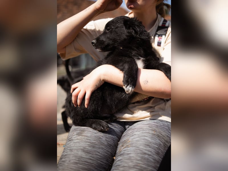 Levi ❤️ neugieriger, so lieber Welpenbub