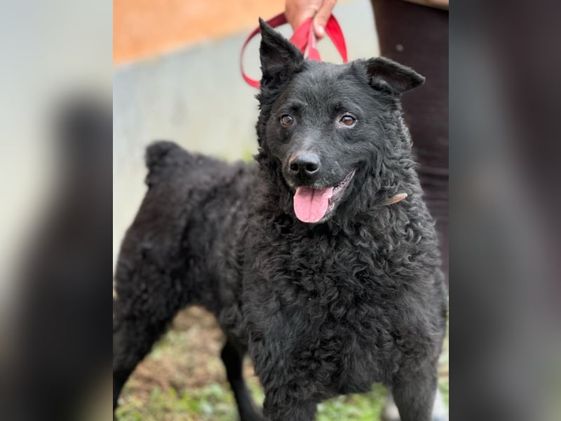 Tango ein Superdog