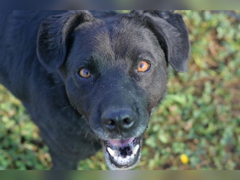 Freundlicher , kleiner Hütehundmischling Toni sucht liebe Familie