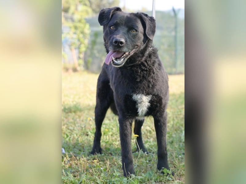 Freundlicher , kleiner Hütehundmischling Toni sucht liebe Familie