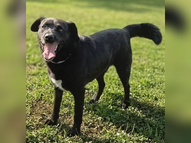 Freundlicher , kleiner Hütehundmischling Toni sucht liebe Familie