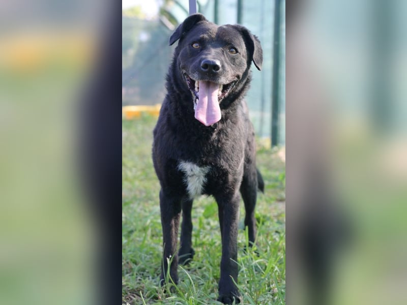 Freundlicher , kleiner Hütehundmischling Toni sucht liebe Familie