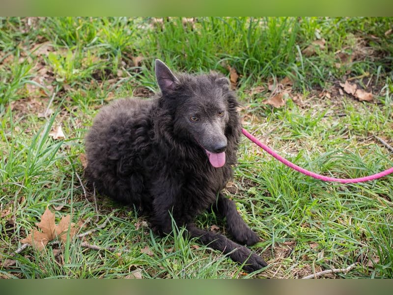 Priska: Für Menschen mit Herz und Hundeverstand