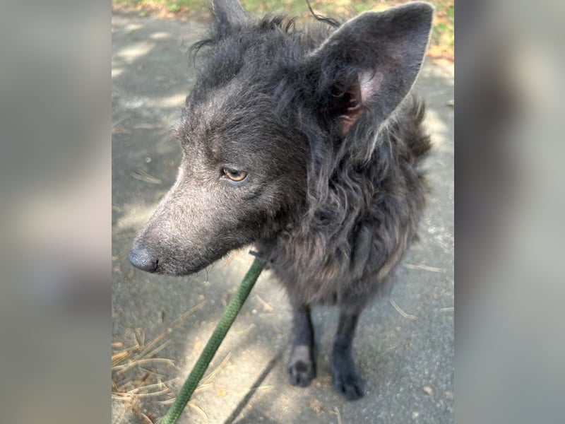 Priska: Für Menschen mit Herz und Hundeverstand