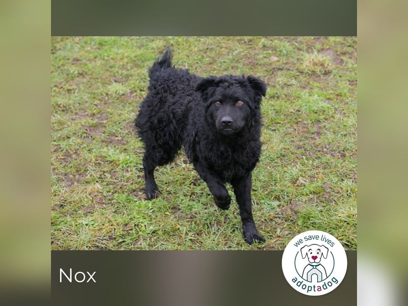 Nox sucht ein Zuhause