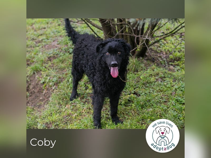 Coby sucht ein Zuhause