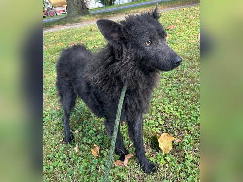 Priska: Für Menschen mit Herz und Hundeverstand