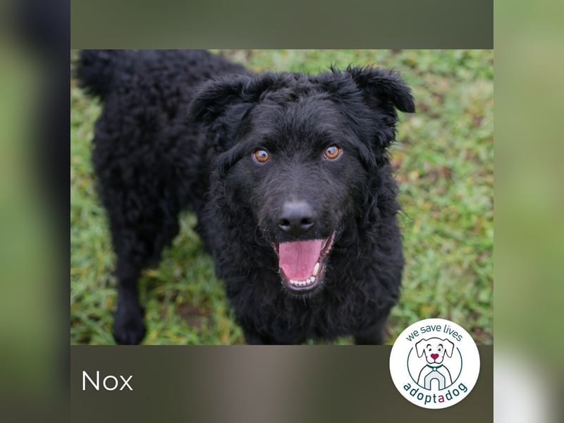 Nox sucht ein Zuhause