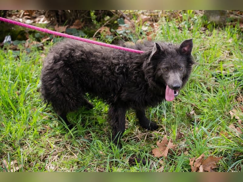 Priska: Für Menschen mit Herz und Hundeverstand