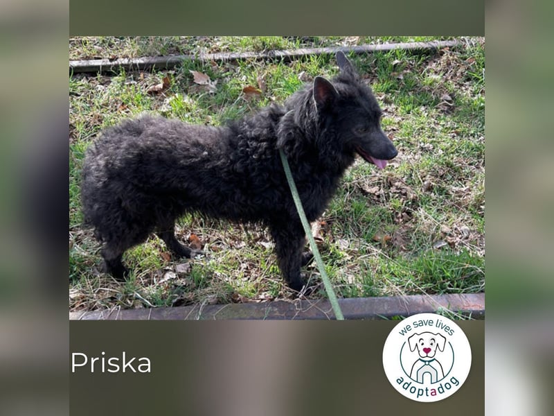 Priska: Für Menschen mit Herz und Hundeverstand