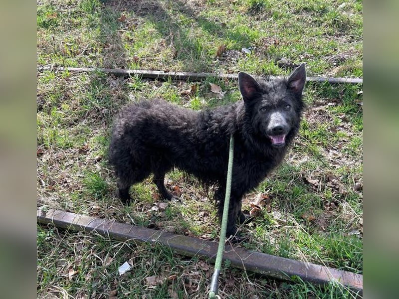 Priska: Für Menschen mit Herz und Hundeverstand