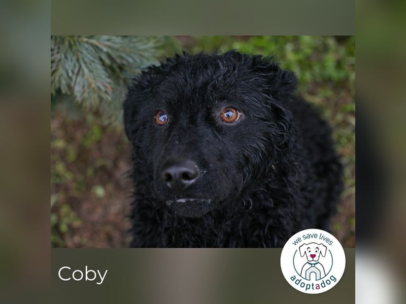 Coby sucht ein Zuhause