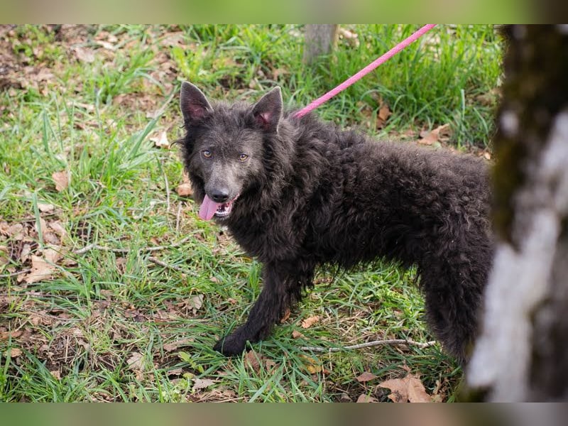 Priska: Für Menschen mit Herz und Hundeverstand