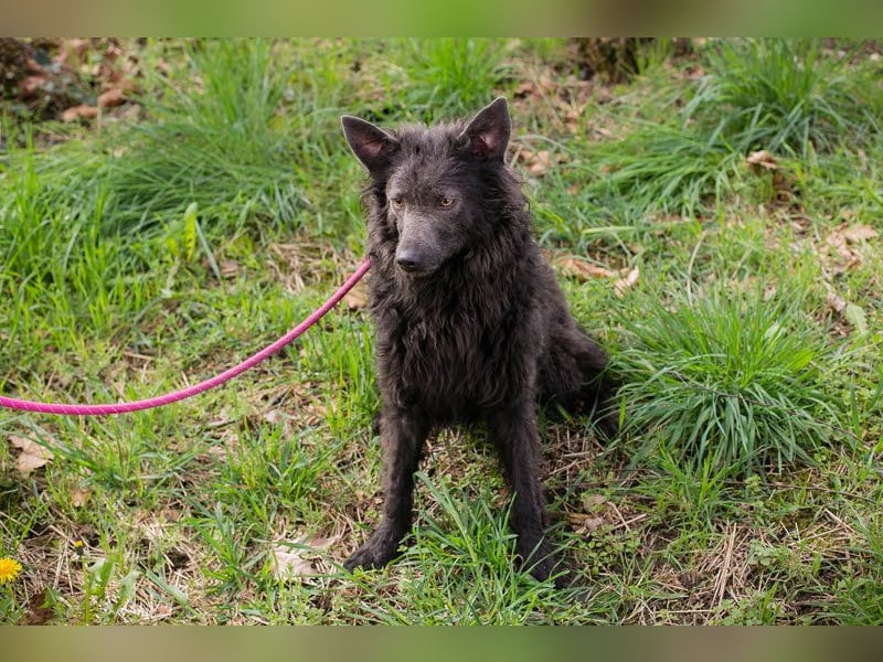 Priska: Für Menschen mit Herz und Hundeverstand